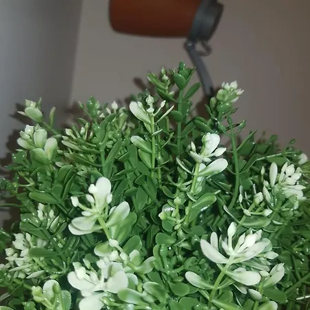 Apartment Splendida Dimora Sant'elena Fulcrum Catania
